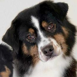 Wink - Miniature Australian Shepherd