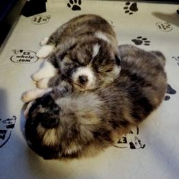 Japanese Akitainu Puppies from Four Seasons Akita (Shikisou)