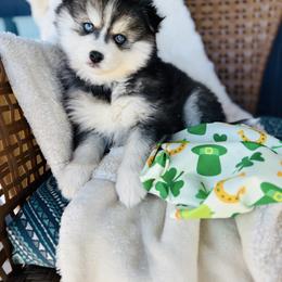 Girl - Black and white female Pomsky puppy in Yavapai County, Arizona from Pawsh Pomskies