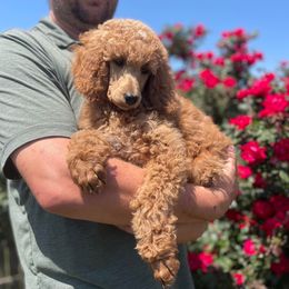 Thistle Boy - Poodle puppy in Swansboro, North Carolina from Monarch Standard Poodles
