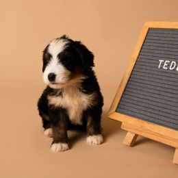 Teddy - Tri-color male Bernedoodle puppy in Ashland, Kentucky from Still Waters Farm