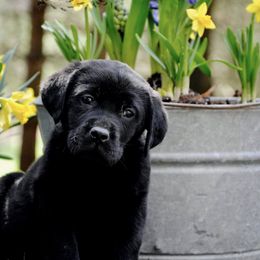 Labrador Retrievers from Willow Springs Labrador Retrievers