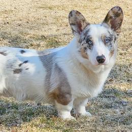 Cardigan Welsh Corgis and Pembroke Welsh Corgis from Diamond Corgis