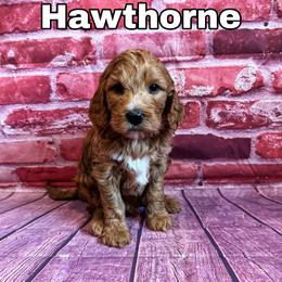 Hawthorne - Red  Goldendoodle puppy in Bountiful, Utah from Red Brick Doodles