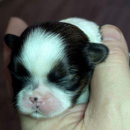 Sporty - Black and white female Shih Tzu puppy in Lostant, Illinois from Bella's Babies