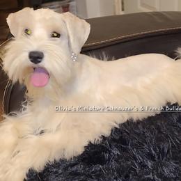 French Bulldogs and Miniature Schnauzers from Olivia's Miniature Schnauzer's and French Bulldogs