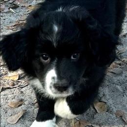 Yellow - Black & white female Miniature Australian Shepherd puppy in Middleburg, Florida from Dog Father Kennels
