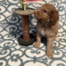Assorted Doodle Crosses and Goldendoodle Puppies from Huff Family Farm & Doodles