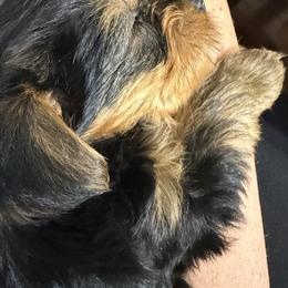 Yorkshire Terrier Puppies from Leigh Brummel
