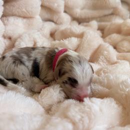 Eevee - Red merle female Border Collie puppy in Hephzibah, Georgia from Astoria Border Collies