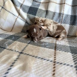 Boston - Chocolate male Pomsky puppy in Doon, Iowa from Luxury Pomsky