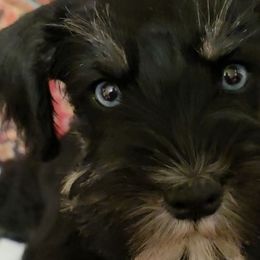 Jasmine double blue eyes - Black and silver female Miniature Schnauzer puppy in Panama City, Florida from Emerald Coast Schnauzers