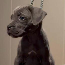 Sarah - Gray female Cane Corso puppy in Houston, Texas from Mortaio Cane Corso