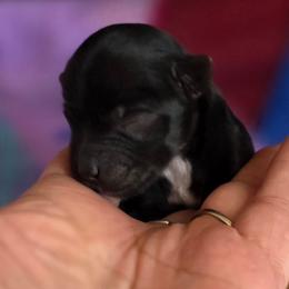 Girl 1 - Black and tan female Yorkshire Terrier puppy in White Pigeon, Michigan from Kathys Yorkie and Shih-tzu Cuties