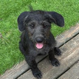 Silver - Black female Xoloitzcuintli puppy in Manitowoc, Wisconsin from Wonderland Kennel