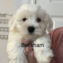 Beckham - White male Coton de Tulear puppy in Sun Prairie, Wisconsin from Firebird Show Dogs