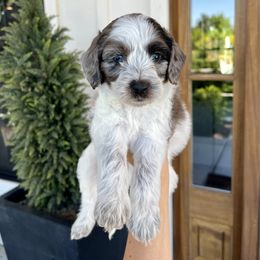 Pendleton - Merle male Bernedoodle puppy in Yuba City, California from Ranch House Doodles