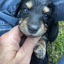 Boy 2 - Green collar - Black and tan male Dachshund puppy in Stevensville, Montana from LynnHaven Ranch Dachshunds