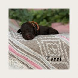 Terri - Chocolate female Australian Labradoodle puppy in Gladstone, Oregon from Beaver State Labradoodles