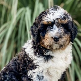 Assorted Doodle Crosses and Bernedoodles from Texas Doodle Dandies