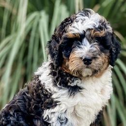 Assorted Doodle Crosses and Bernedoodles from Texas Doodle Dandies