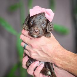 Judy - Chocolate female Goldendoodle puppy in Cleveland, Tennessee from Edgewater Doodles & Designer Pups