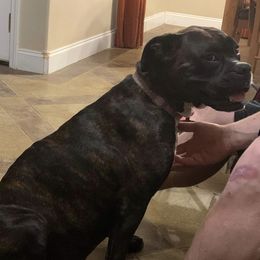 Boxers from Porter’s Puppies