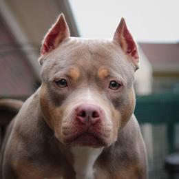 Margot - American Bully