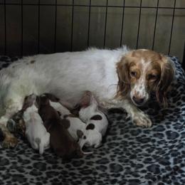 Chocolate Dapple Piebald Boy 2 - Dapple male Dachshund puppy in Choctaw, Oklahoma from TS Performance Horses & Dachshunds