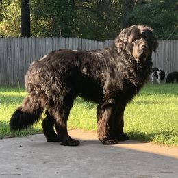 Argos - Newfoundland