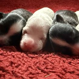 Havanese from Honey-Bee Home Havanese