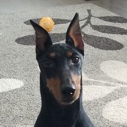 Wesson - Manchester Terrier
