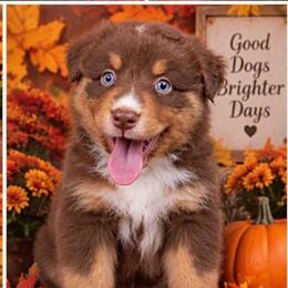Cider - Red tri-color male Miniature American Shepherd puppy in Plant City, Florida from Osborne & Stormborn FL Kennels