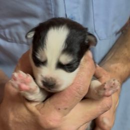 Artic - Black and white male Pomsky puppy in Spring Hill, Florida from PDQ Pomskies