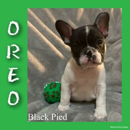 Oreo - Black and white male French Bulldog puppy in Watkinsville, Georgia from Ronghi's Wiggle Butt Frenchies
