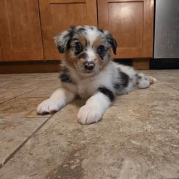Ruby - Blue merle female Australian Shepherd puppy in Solon, Maine from Mountain Range Australian Shepherds