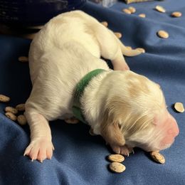 Nellie - Orange and white female Brittany puppy in Windsor, Colorado from Habig Family Brittany’s