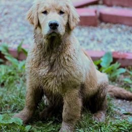 Golden Retriever Puppies from Welch Family Golden Retrievers