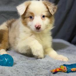 Ronnie - Red merle male Miniature American Shepherd puppy in Clinton, Missouri from Mockingbirds American Minis