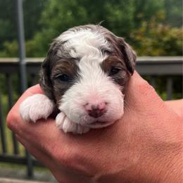 Girl 3 - White and black female Springerdoodle puppy in Sterling, Michigan from Springerdoodles In MI