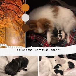 Pomeranian puppies from Pike River Pomeranians