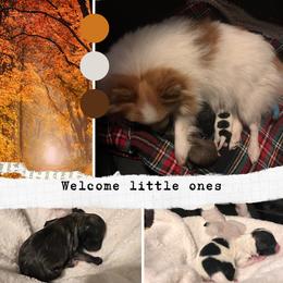 Pomeranian puppies from Pike River Pomeranians