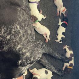 Pink - Liver and white female German Shorthaired Pointer puppy in Whitelaw, Wisconsin from French Creek GSPs
