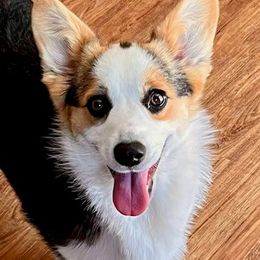 Pickle - Pembroke Welsh Corgi