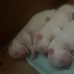 Maltipoos from Lola’s Loves