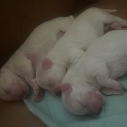 Maltipoos from Lola’s Loves