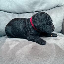 Red collar - Black male Poodle puppy in Fruita, Colorado from Switzer Poodles