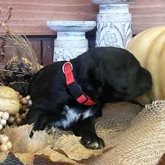 Bordoodle Puppies from Nighthawk Bordoodles