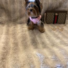 Yorkshire Terrier All Grown Up from Akc Quality Yorkies