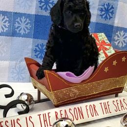 Poodle puppies from Tri Star Standard Poodles
